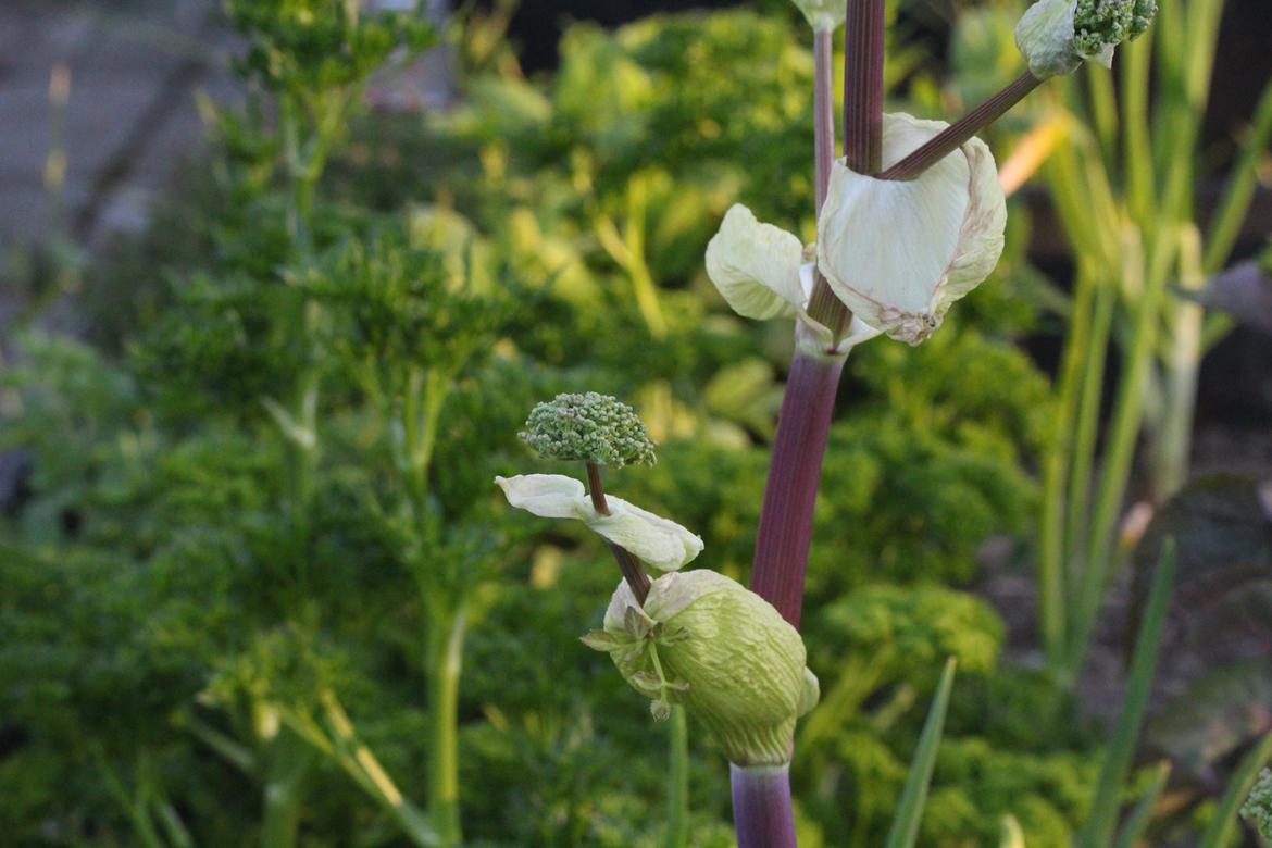 Vilde aspekter af haven - Kvan der blomstrer og i baggrunden er persille på vej til at blomstre billede 9