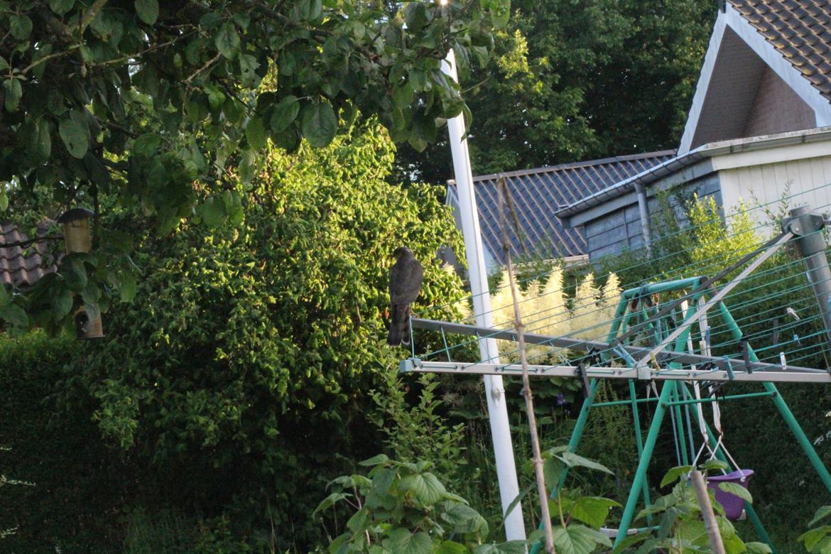 Vilde aspekter af haven billede 38