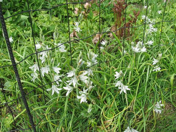 Hvad hedder denne blomst/plante?