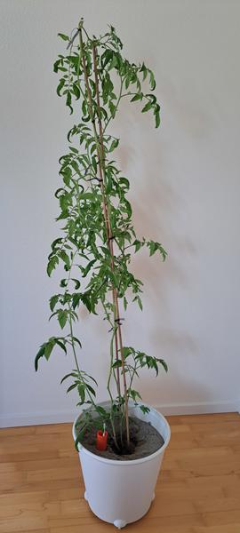 Er det muligt for tomatplanter ikke at få blomster og dermed frugter