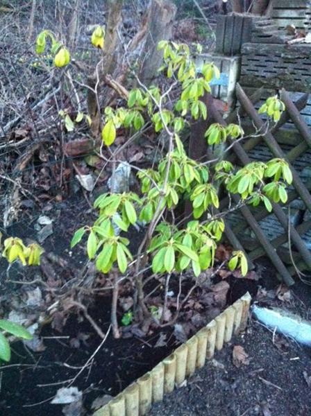 En Noget Slatten Rhododendron