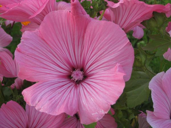 Billedtråd. Lyserøde blomster