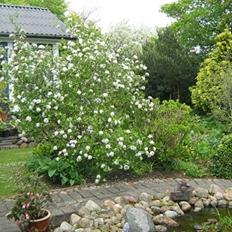 Villa/hushave ca nok.