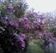 Villa/hushave 1448