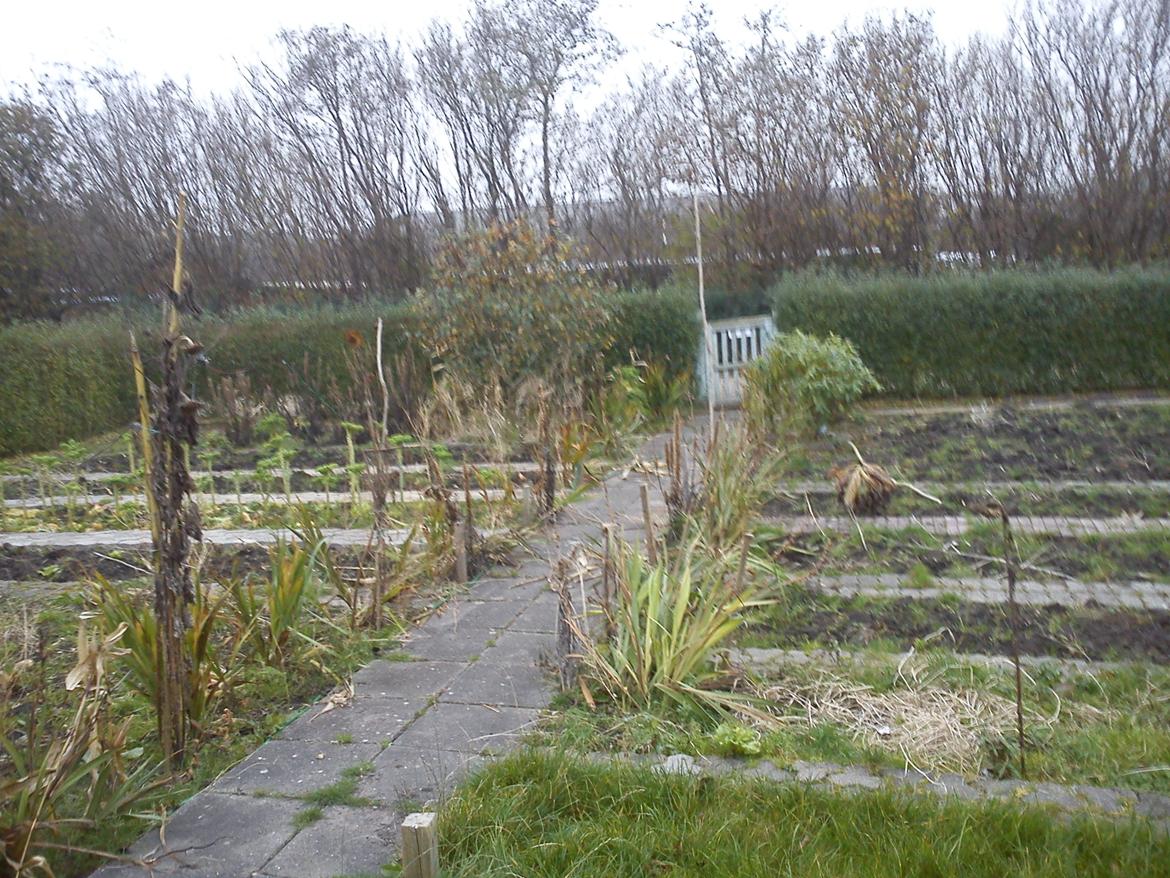 Kolonihave et dejlige sted:) billede 3