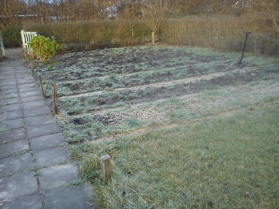 Kolonihave et dejlige sted:) billede 4