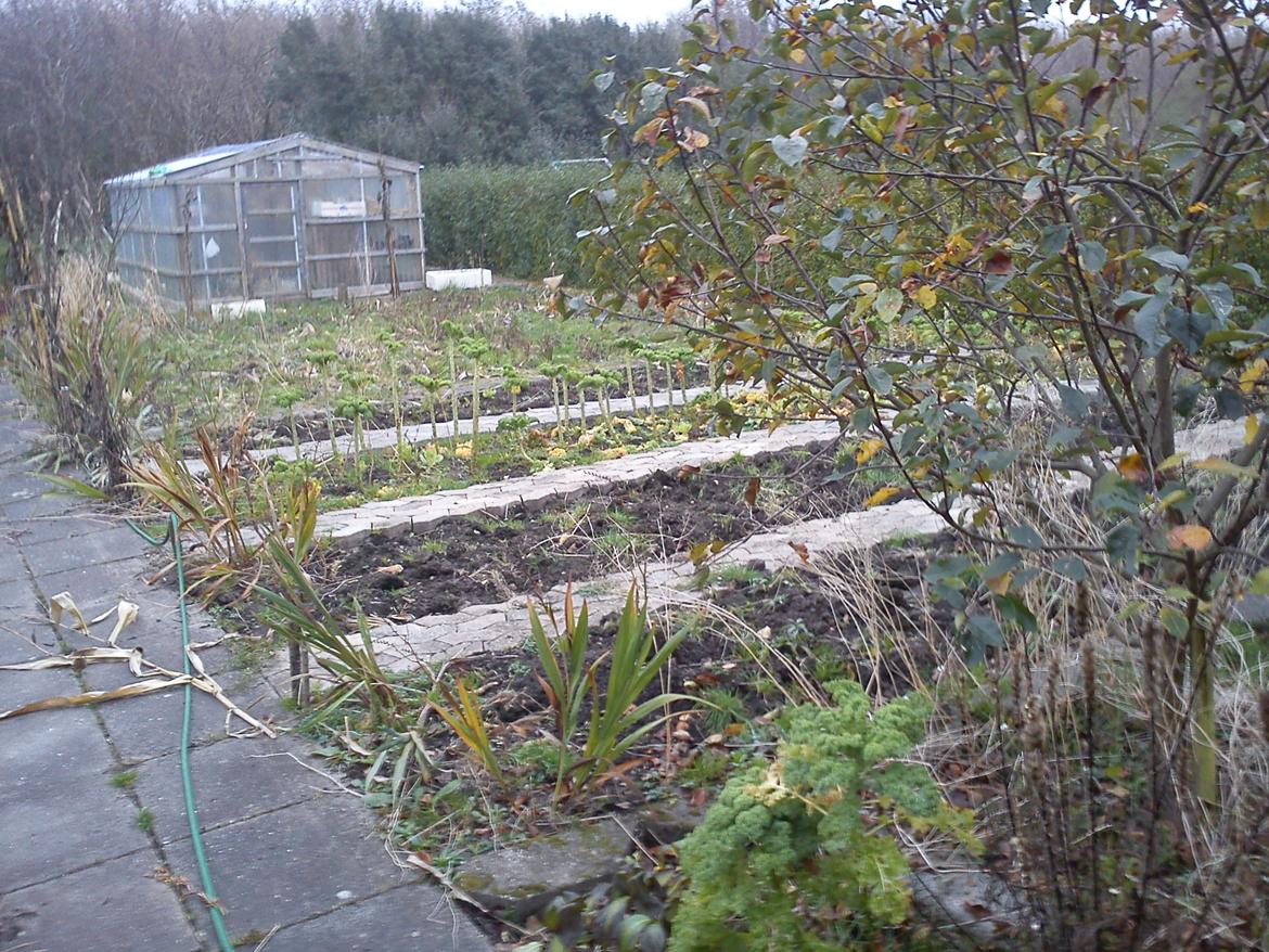 Kolonihave et dejlige sted:) billede 5