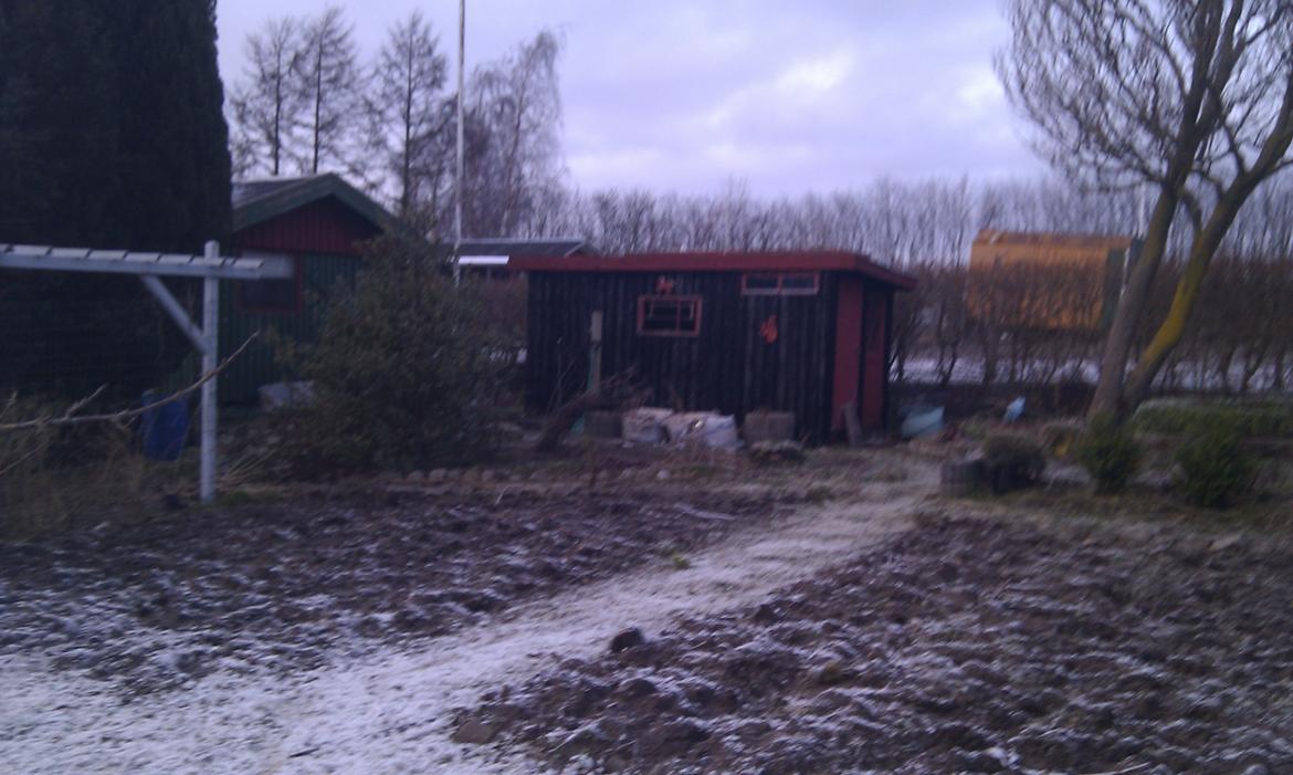 Kolonihave 450 kvm - Vinterhi i urtebedet billede 6