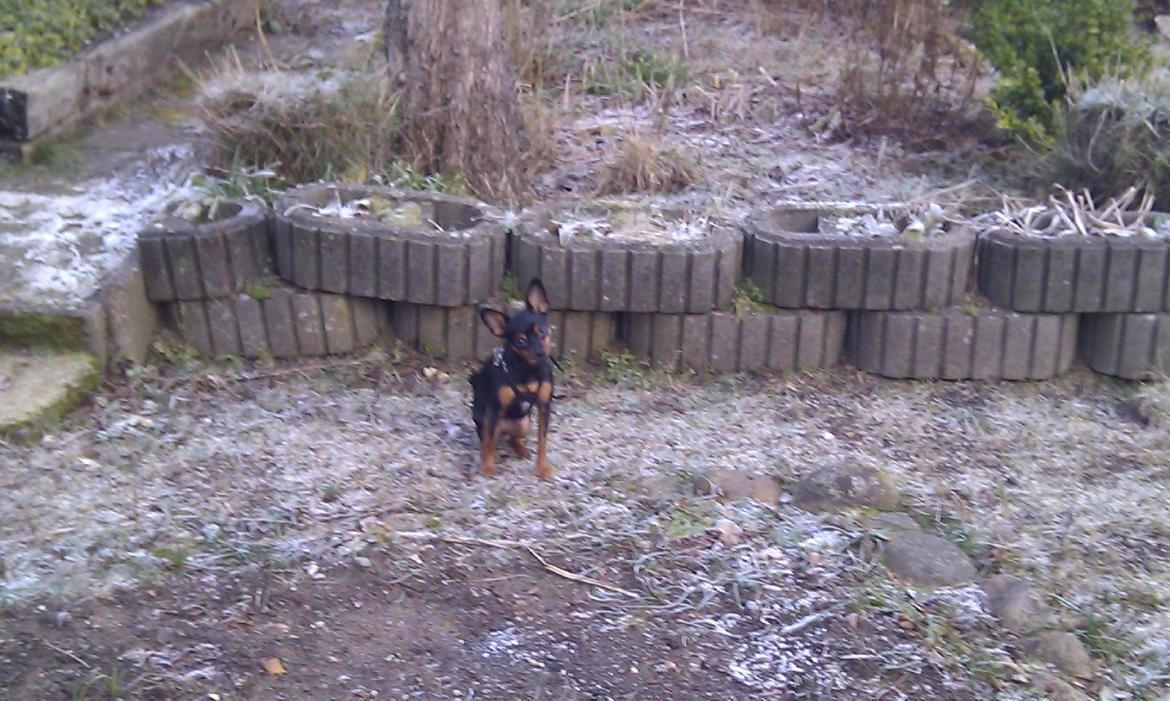 Kolonihave 450 kvm - Vores lille hund nyder turene i haven :) billede 8
