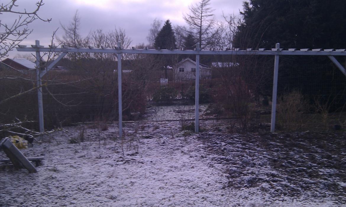 Kolonihave 450 kvm - Hegnet til klatreroserne  billede 9