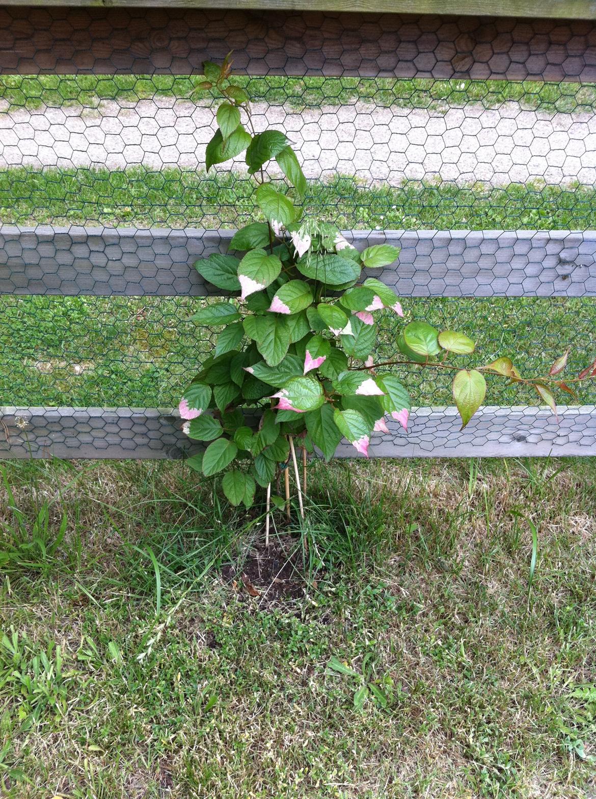 Sommerhushave 1270 - Kamæleonbusk - Actinidia kolomikta.
Skal på et tidspunkt om mange år danne et levende hegn. billede 3