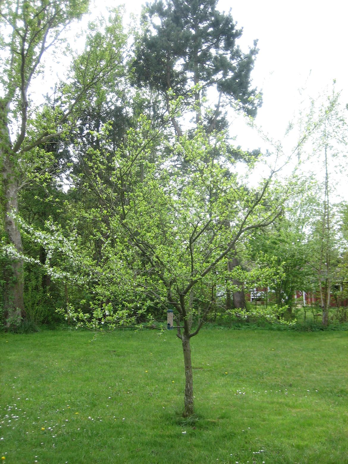 Sommerhushave 1270 - et blommetræ af en eller art. billede 4