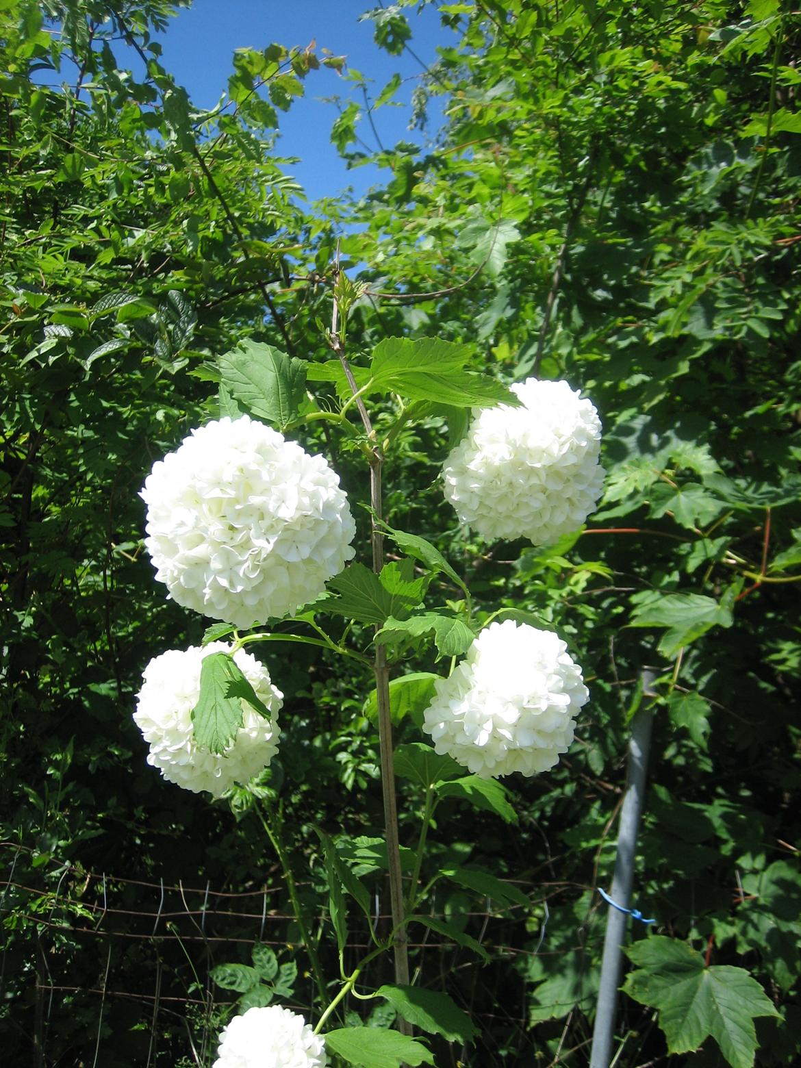 Sommerhushave 1270 - Snebolle - viburnum opulus 'roseum' billede 8