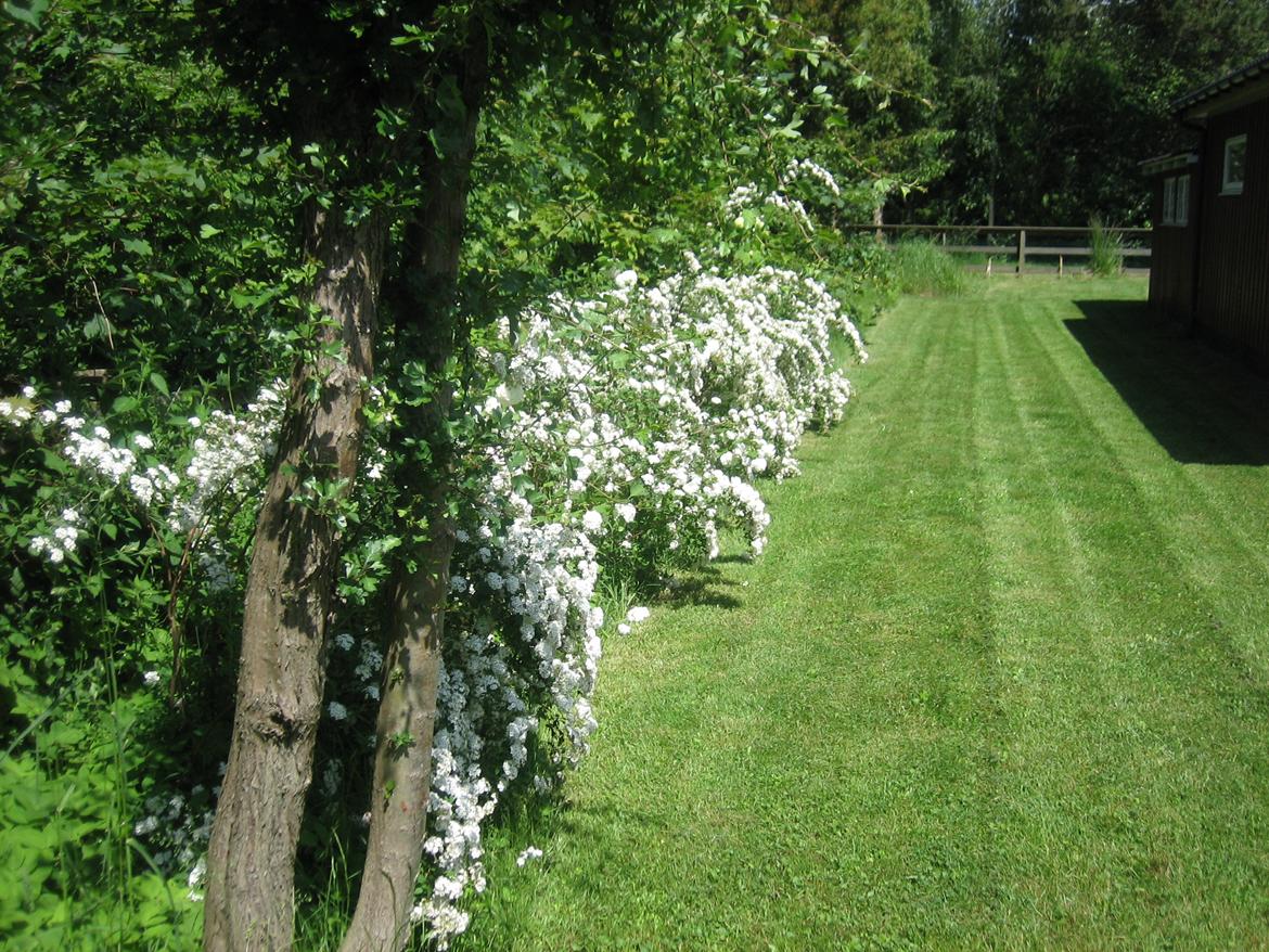 Sommerhushave 1270 - spiræa - Spiraea vanhouttei
 billede 10