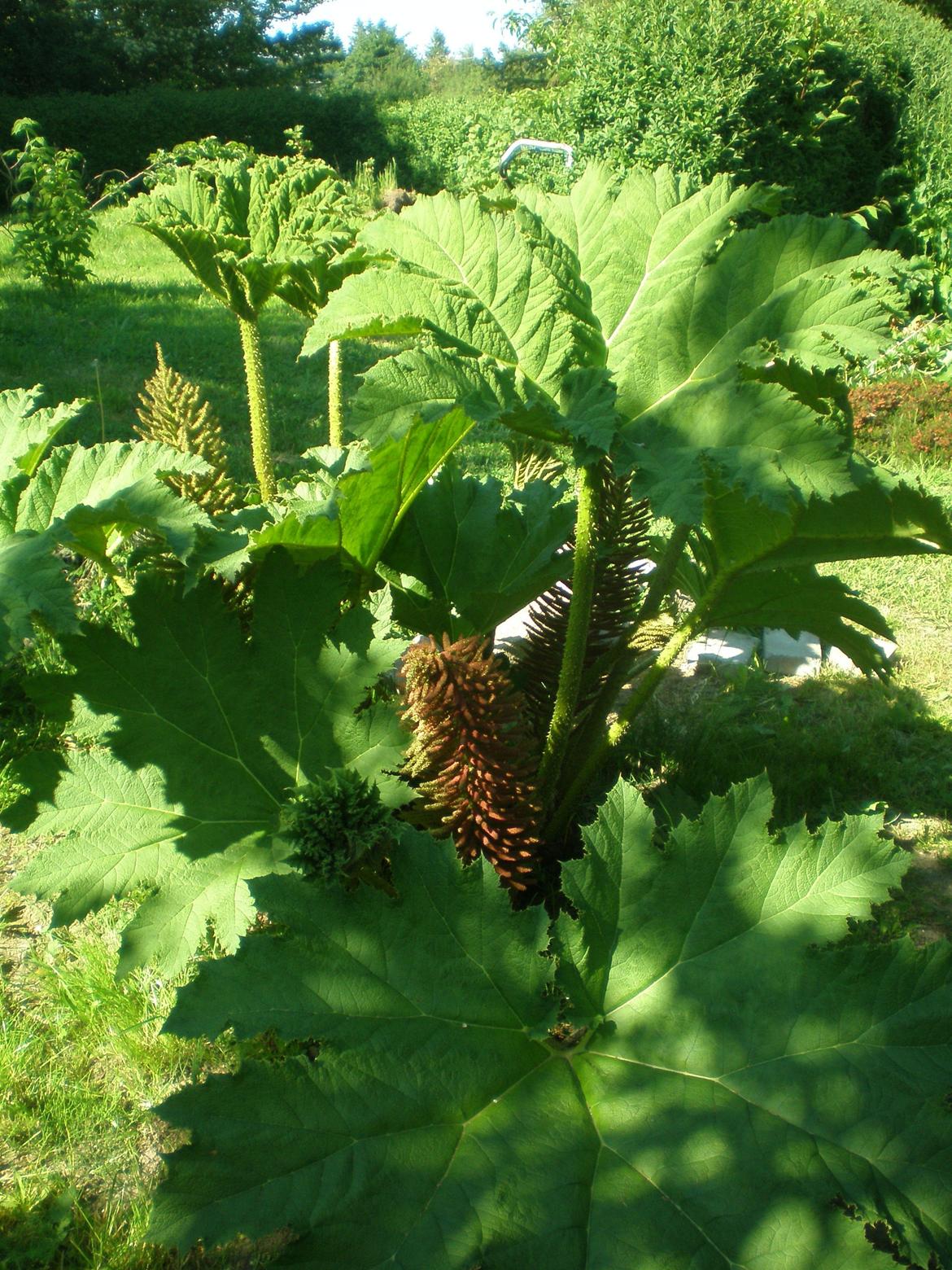 Kolonihave 578 billede 12