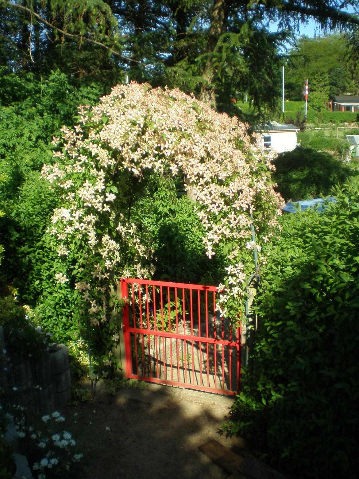 Kolonihave 578 billede 15