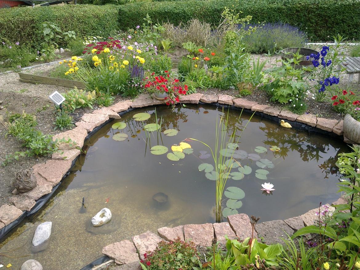 Kolonihave 578 billede 18