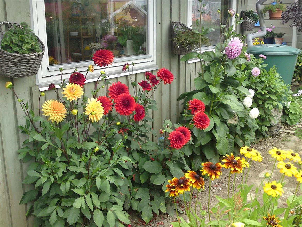 Villa/hushave 50-60 kvm. - Dahlia 5 planter i forskellige farver. billede 4