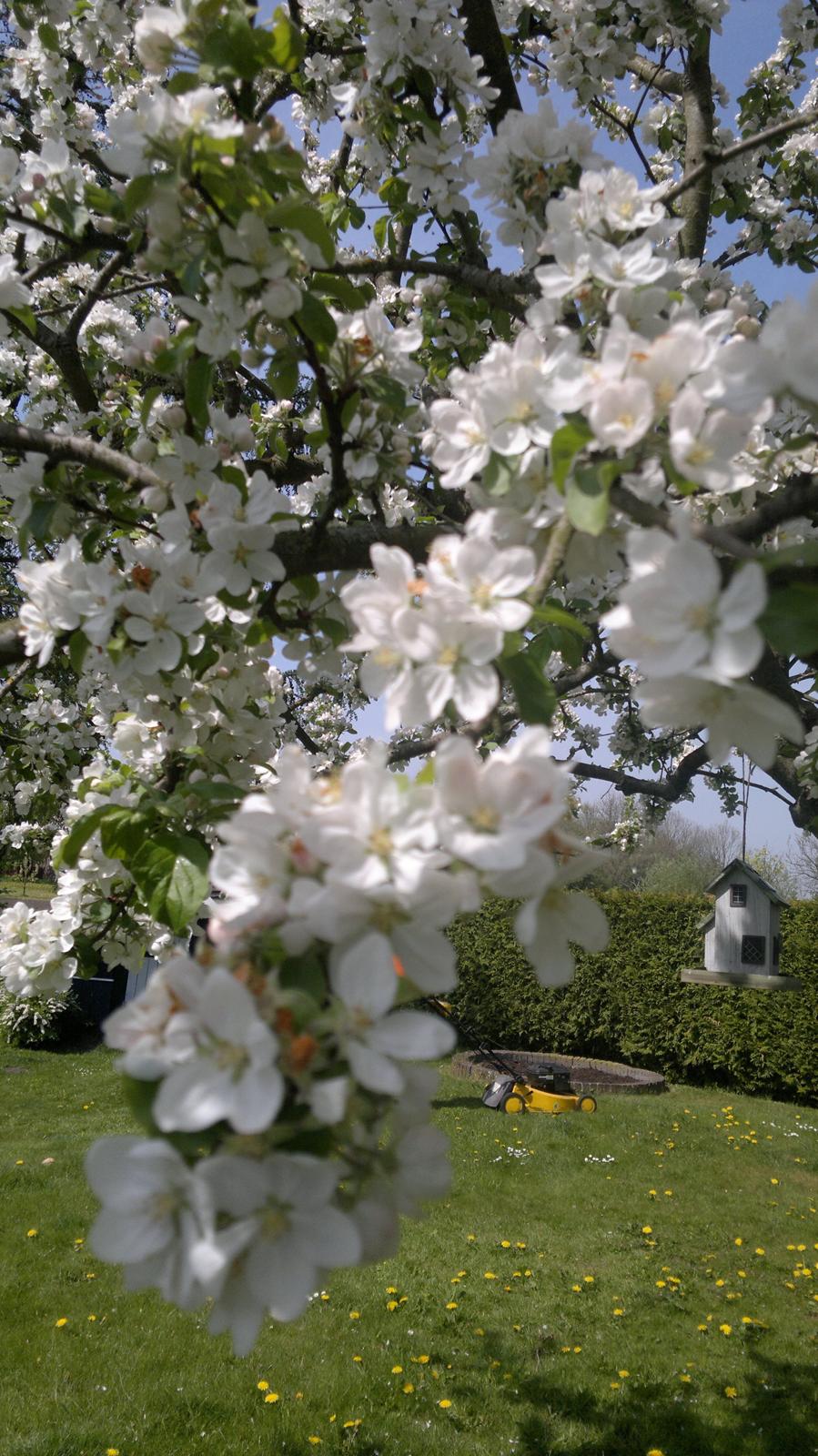 Villa/hushave 700 - Æbletræ i blomst (2011) billede 4