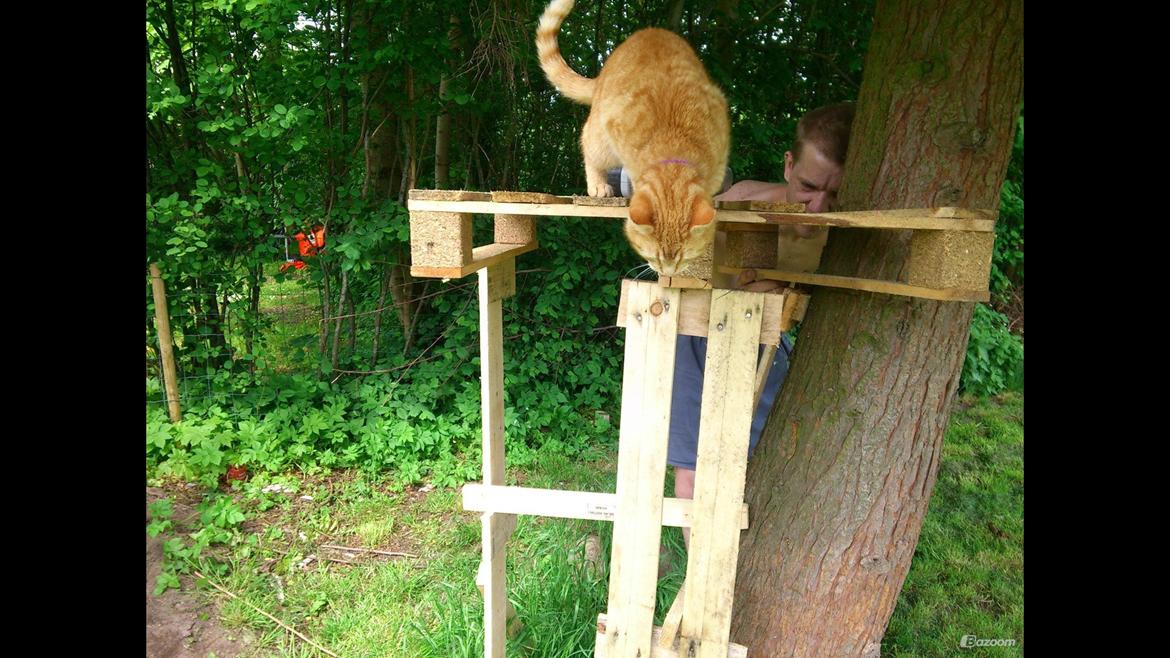 Villa/hushave 700 - katte platformen skal undersøges. sommer 2012 billede 12