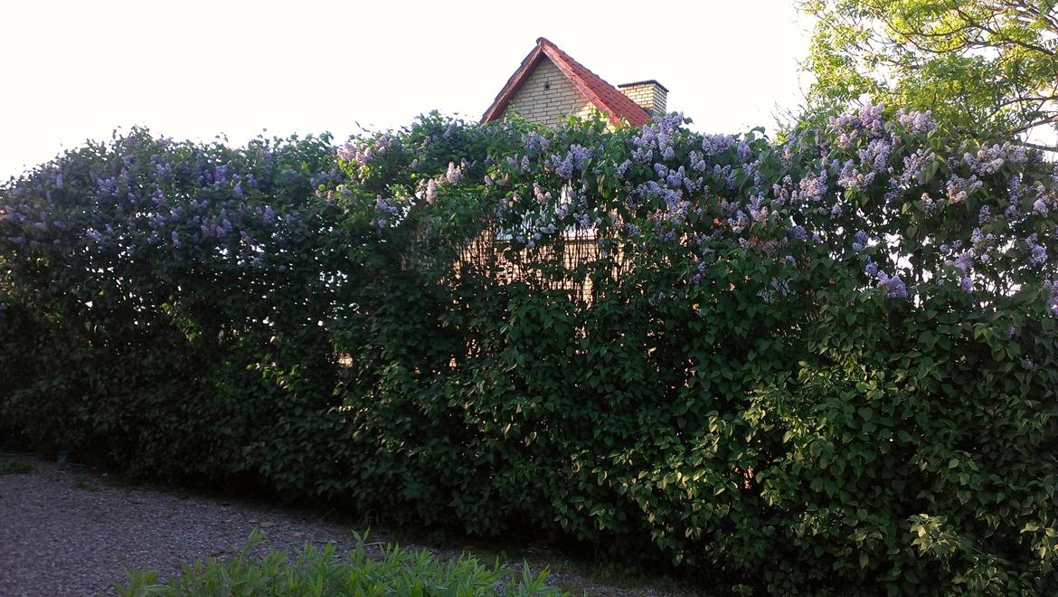 Villa/hushave 1000 billede 6