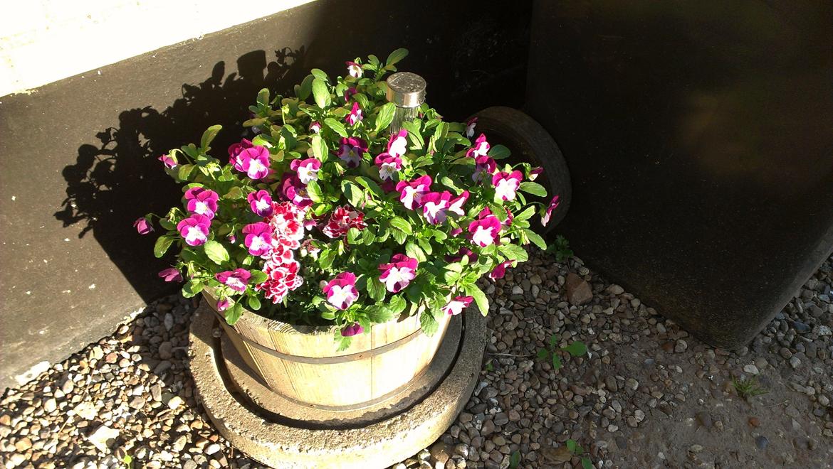 Villa/hushave 1000 billede 7