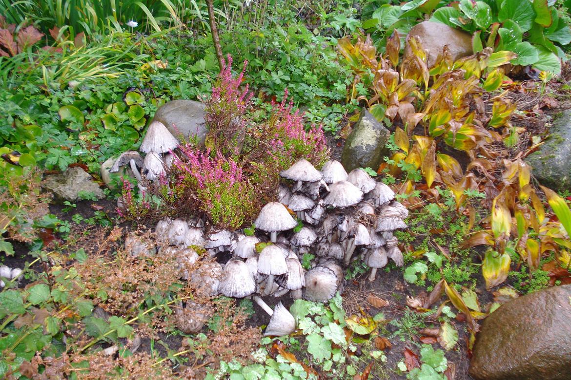 Villa/hushave 350m2 - svampe i haven  billede 1