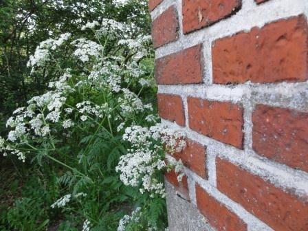 Villa/hushave 1080 m2 - Vild kørvel, som er meget velkommen i min have :) billede 12