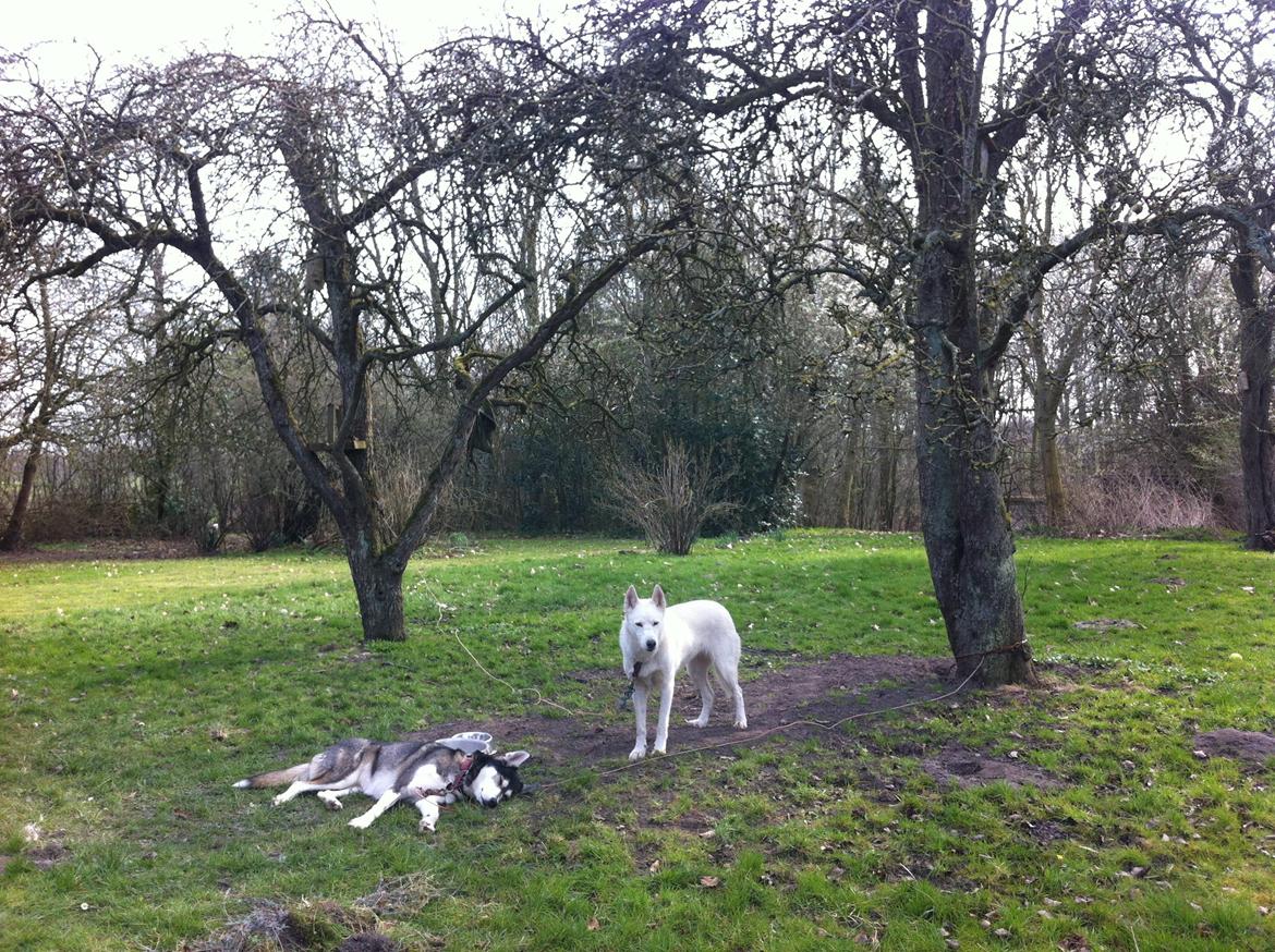 Villa/hushave 7500 kvm - Hundene elsker haven. Her står de under pæretræerne. billede 6