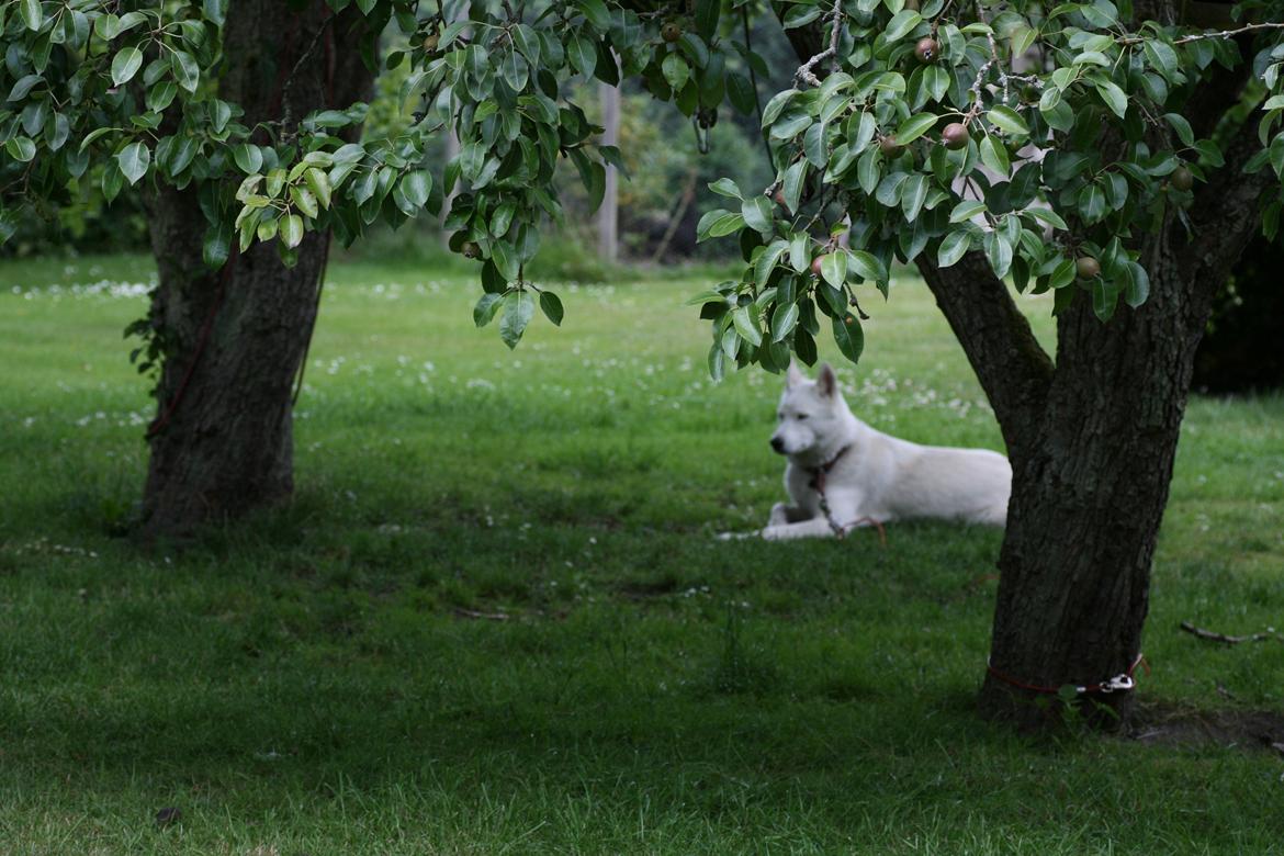 Villa/hushave 7500 kvm - Pæretræer og en hund. billede 7