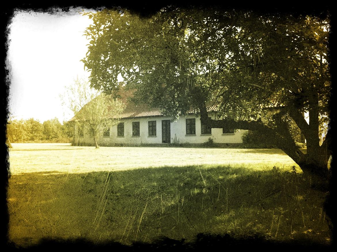 Villa/hushave 8.400m2 - Her ses huset med paradisæble lige foran huset (her er podet mistelten på). Forrest i billedet ses vort ingrid-marie æbletræ billede 1