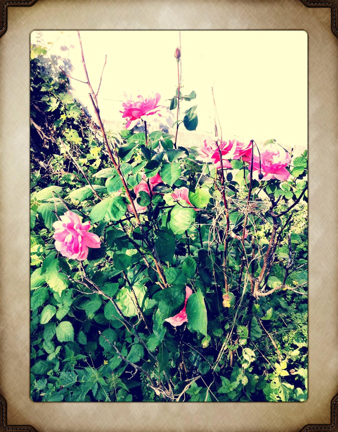 Villa/hushave 8.400m2 - En af de 5-6 roser der er på husets sydside. Den fik liv efter den kom luft omkring den.  billede 6