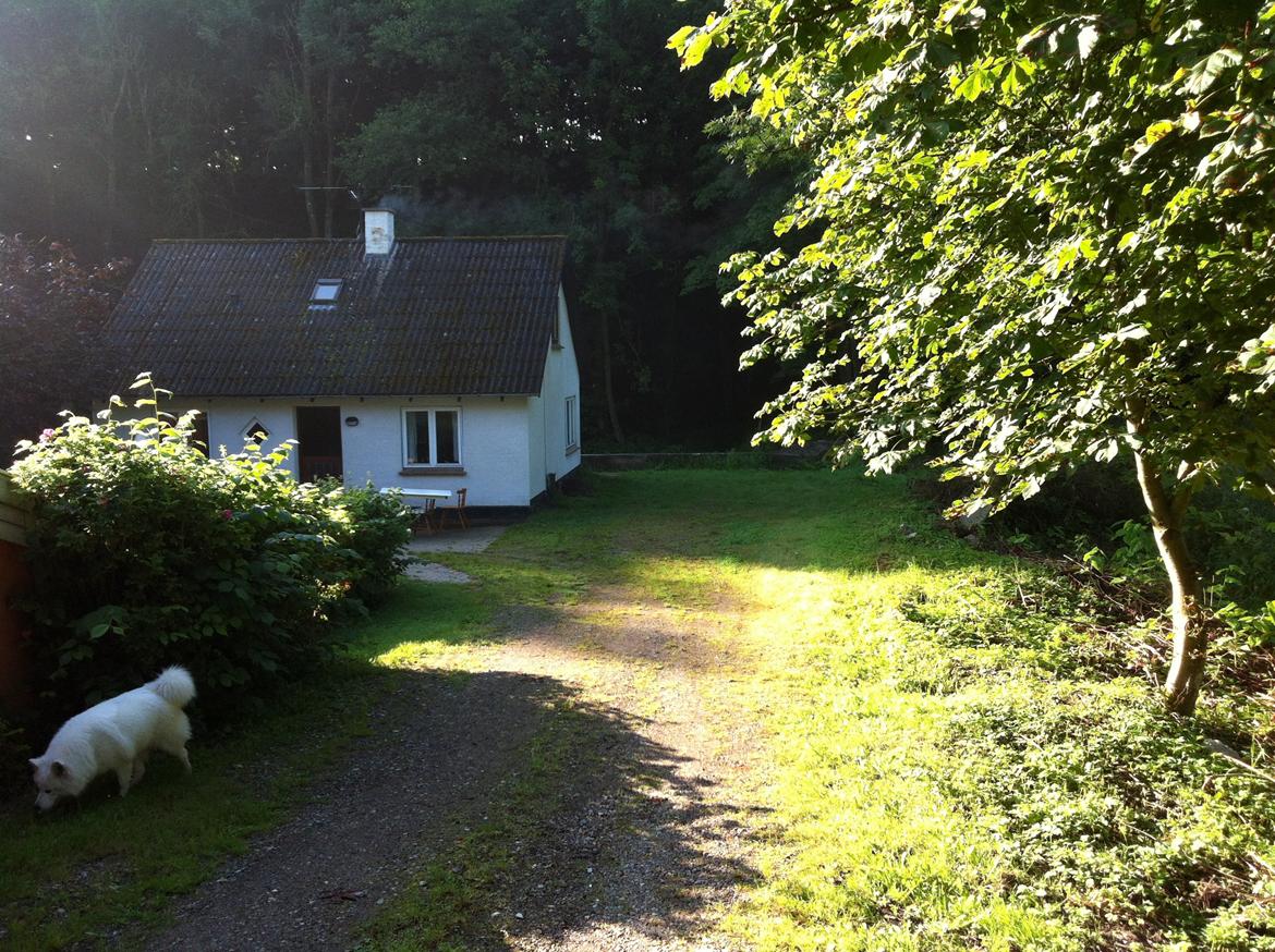 Villa/hushave 1260 - træer og buske i indkørslen er fjernet.... og det er meningen der skal laves brostens belægning i hele indkørslen muligvis med granit kantsten og granit knus i bedene i begge sider hvor der også kommer lamper samt en ligusterhæk i skel (der hvor træet på  billede 1