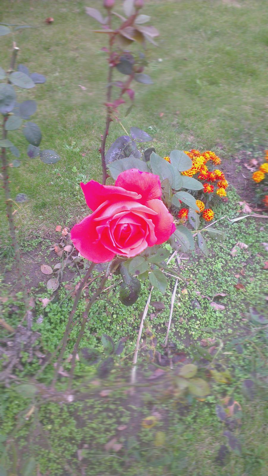 Villa/hushave 1300 kvm - Smuk rose der dufter himmelsk. ærgeligt at farven ikke gengives helt korrekt billede 26