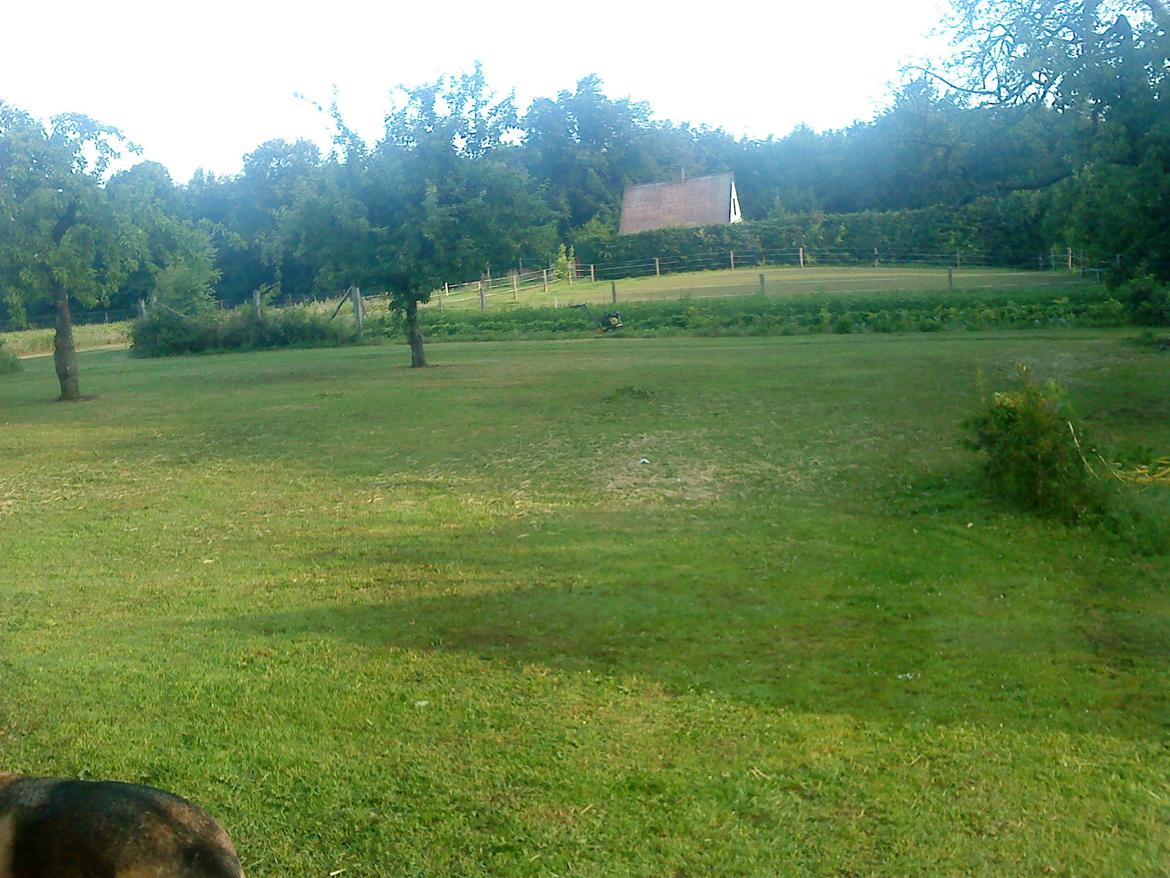 Villa/hushave 1 ha, eller mere - den store urtehave, bag ved er der fold billede 7