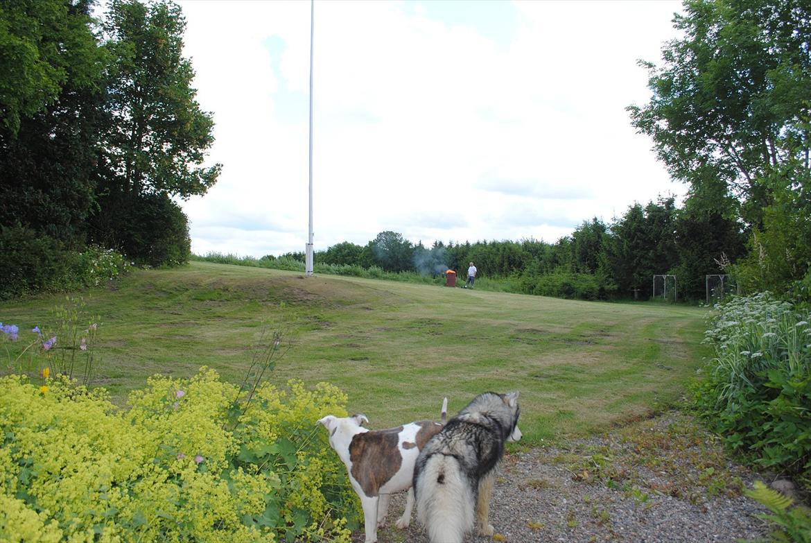 Villa/hushave 3000 billede 8