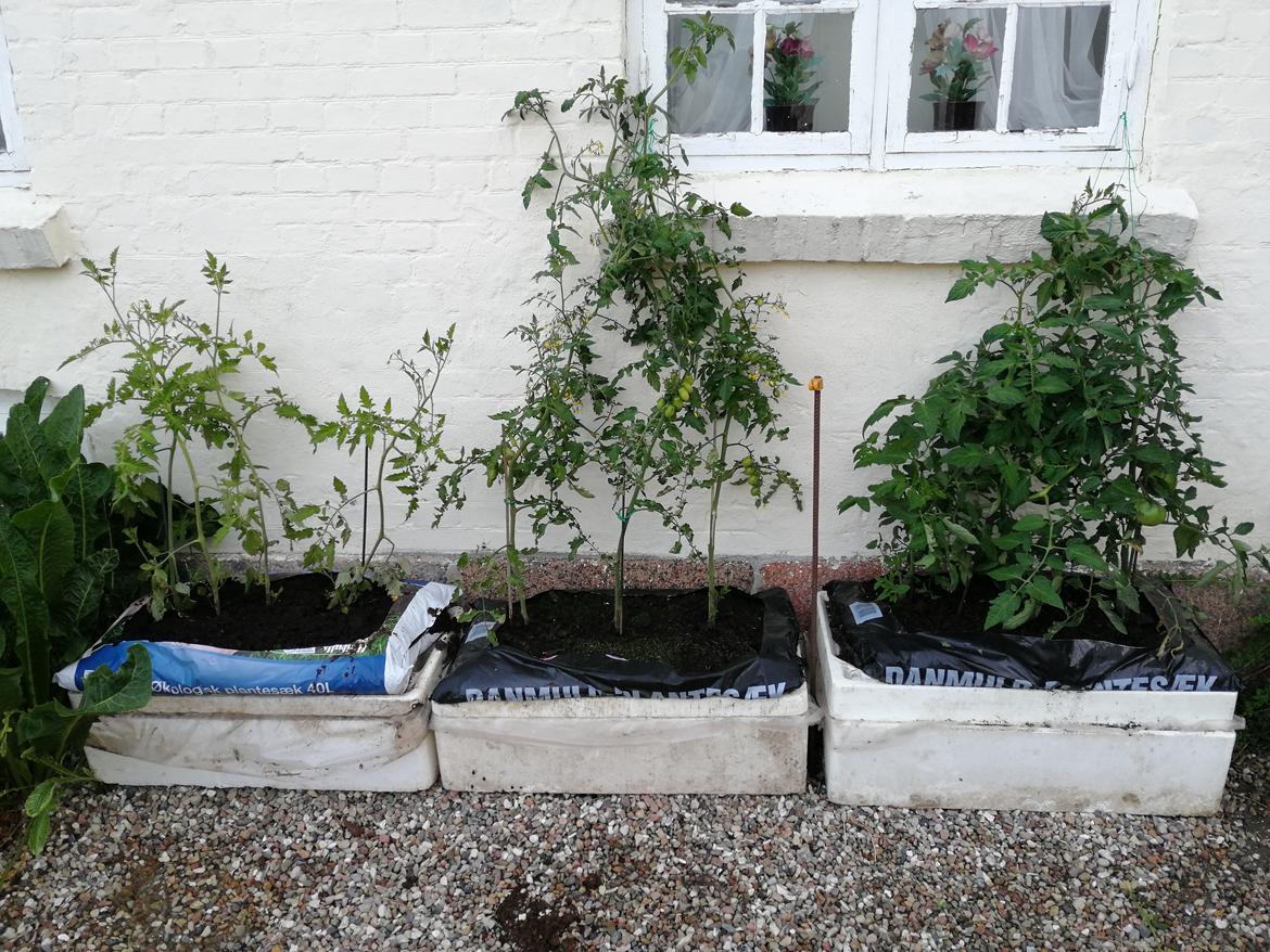 Villa/hushave 10.000 m2 - Fik tomatplanterne af en god veninde 🍅😋 billede 46