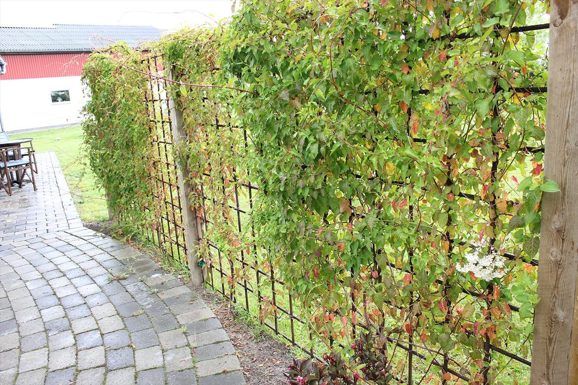 Villa/hushave ca.2000m2  billede 4