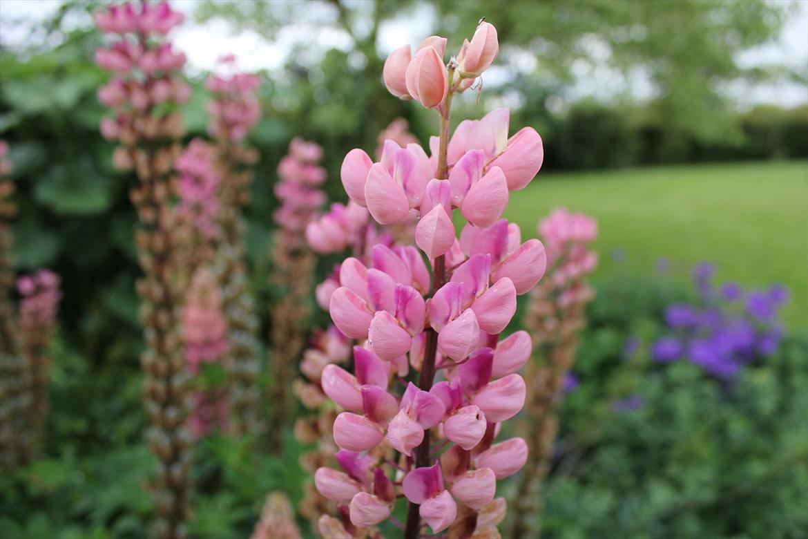 Villa/hushave ca.2000m2  billede 8