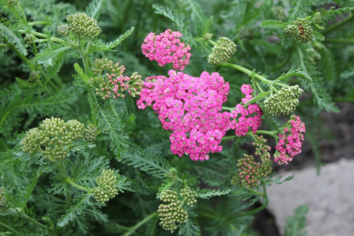 Villa/hushave ca.2000m2  billede 9