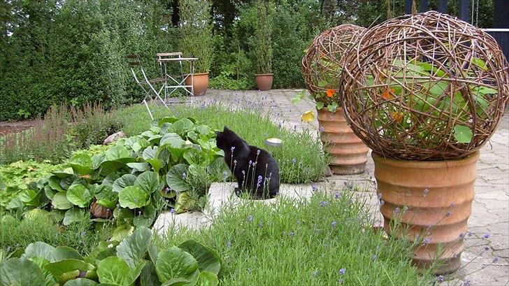 Villa/hushave 20.000 m² billede 5