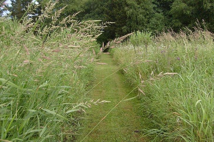 Villa/hushave 20.000 m² - Sti på engen. billede 15