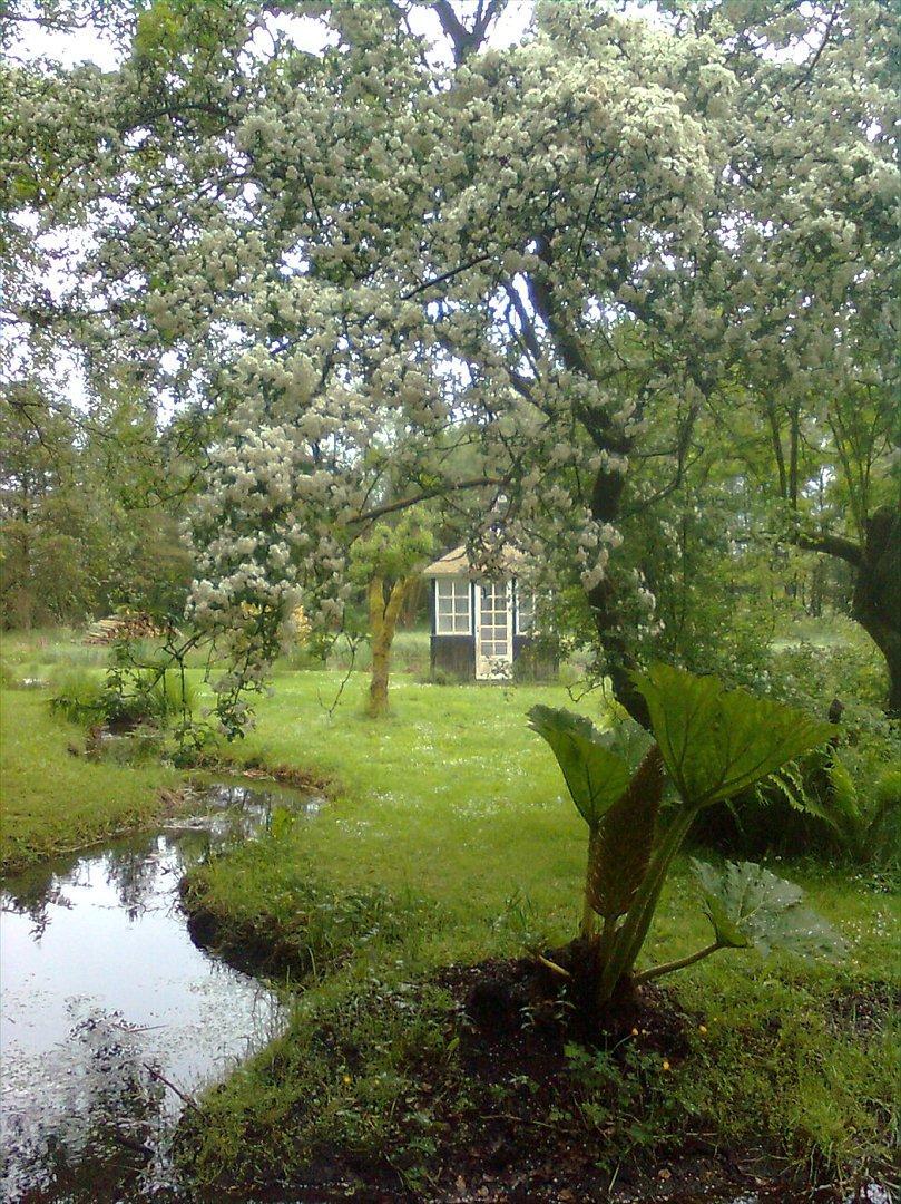 Villa/hushave 20.000 m² - Tjørnen blomstrer ved indløbskanalen til søen. I baggrunden ses havehuset. billede 12