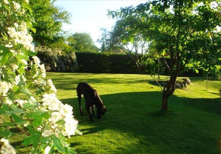 Villa/hushave 1300 - Min dejlige hund i min dejlige have billede 11