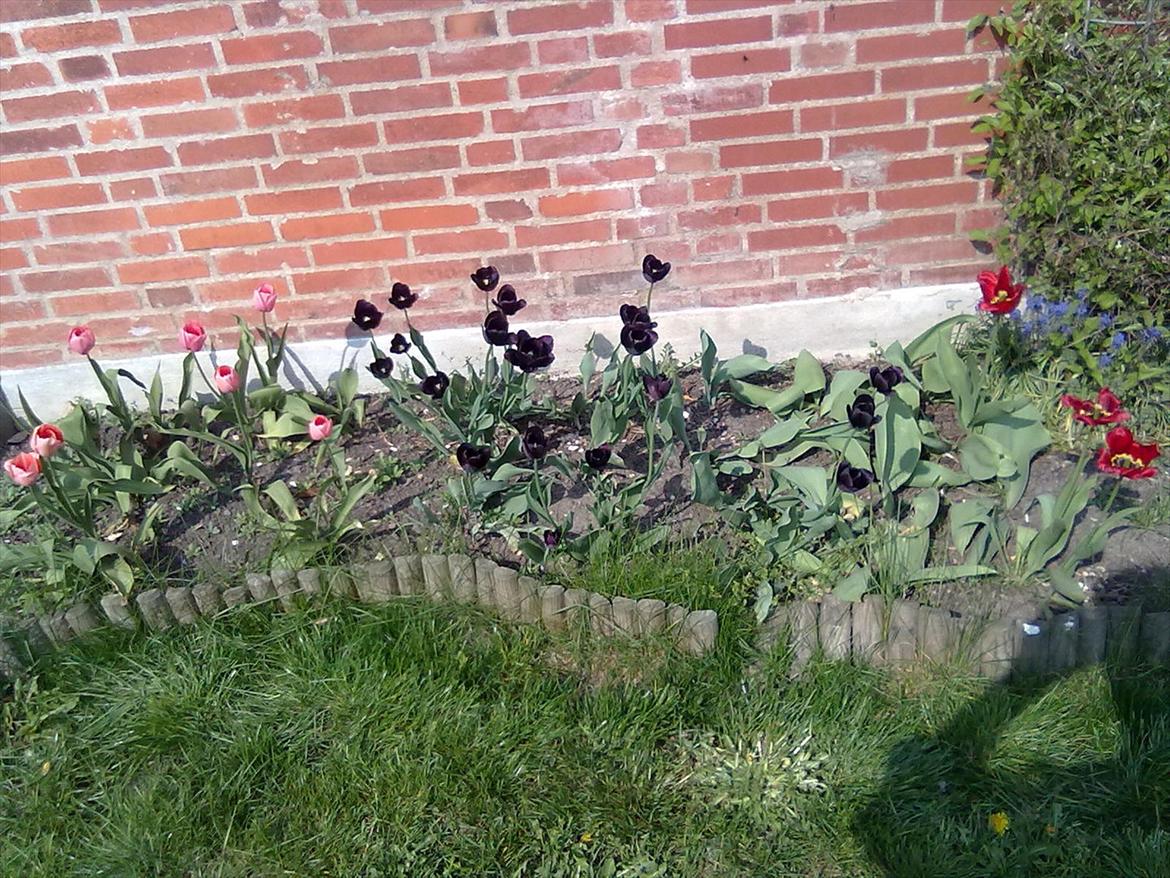 Villa/hushave 990 - Tulipaner - Menton - Queen of Night - Rød Apeldoorn billede 7