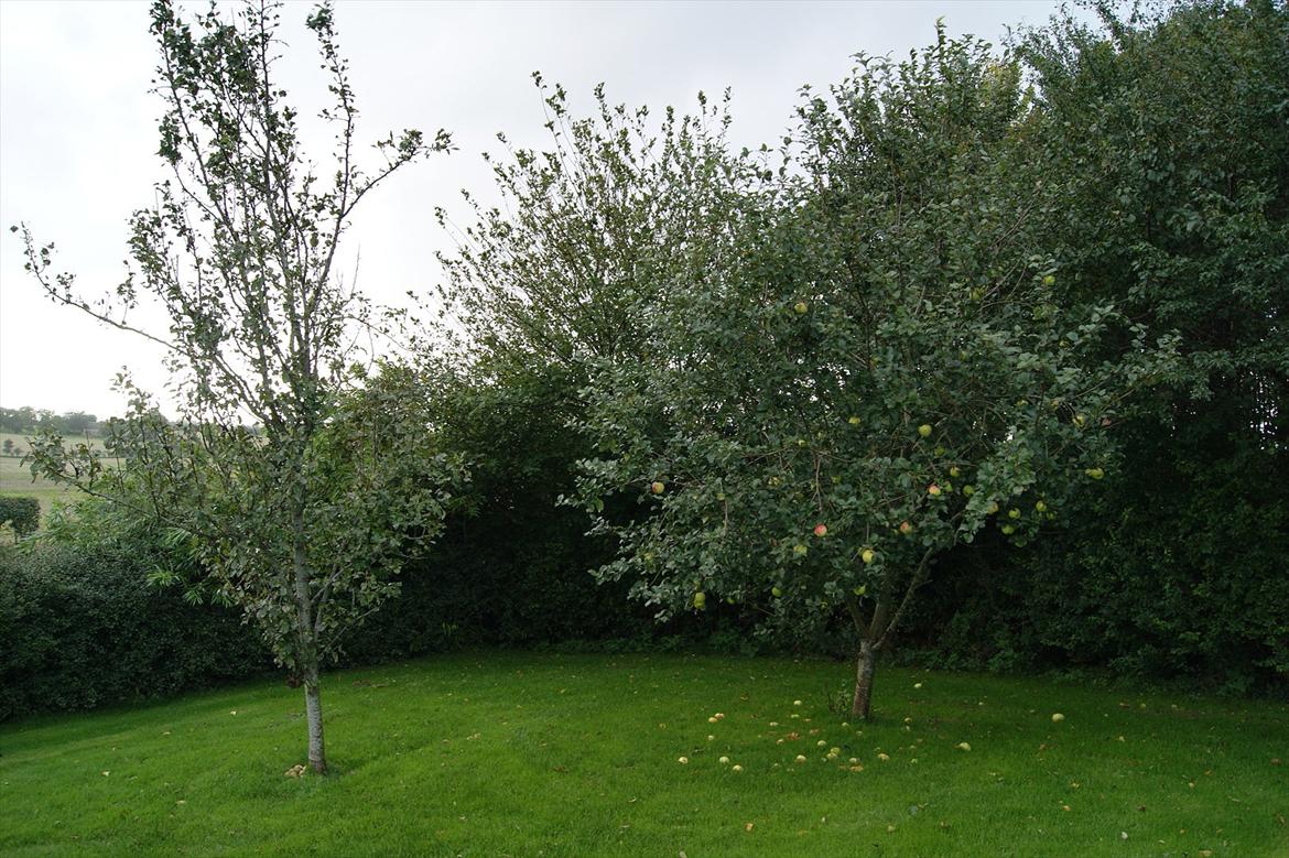 Villa/hushave 1000 kvm - æble- og pærertræet  billede 14