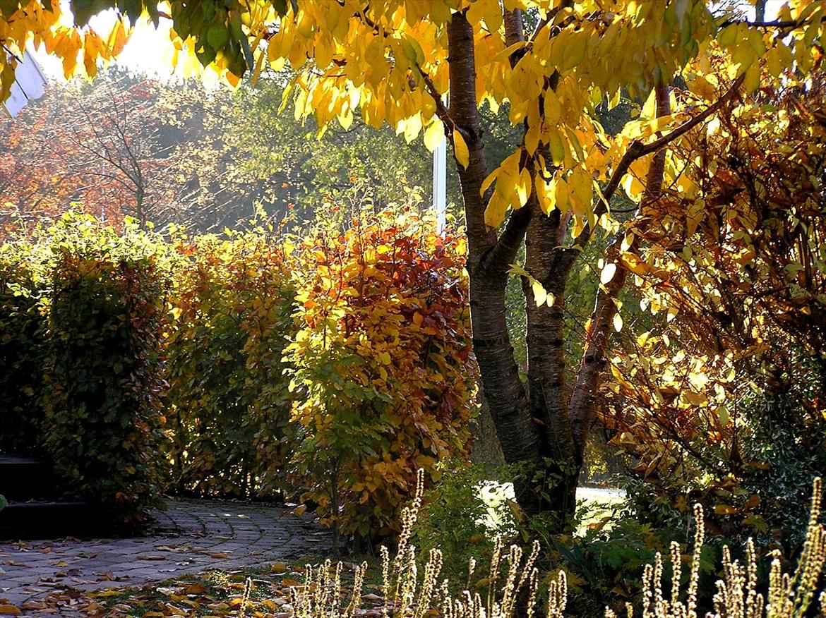 Villa/hushave 2500 - Efterårsstemning under kirsebærtræet, langs gangstien mellem bøgehækkene. Træterrassen kan anes til venstre. billede 1
