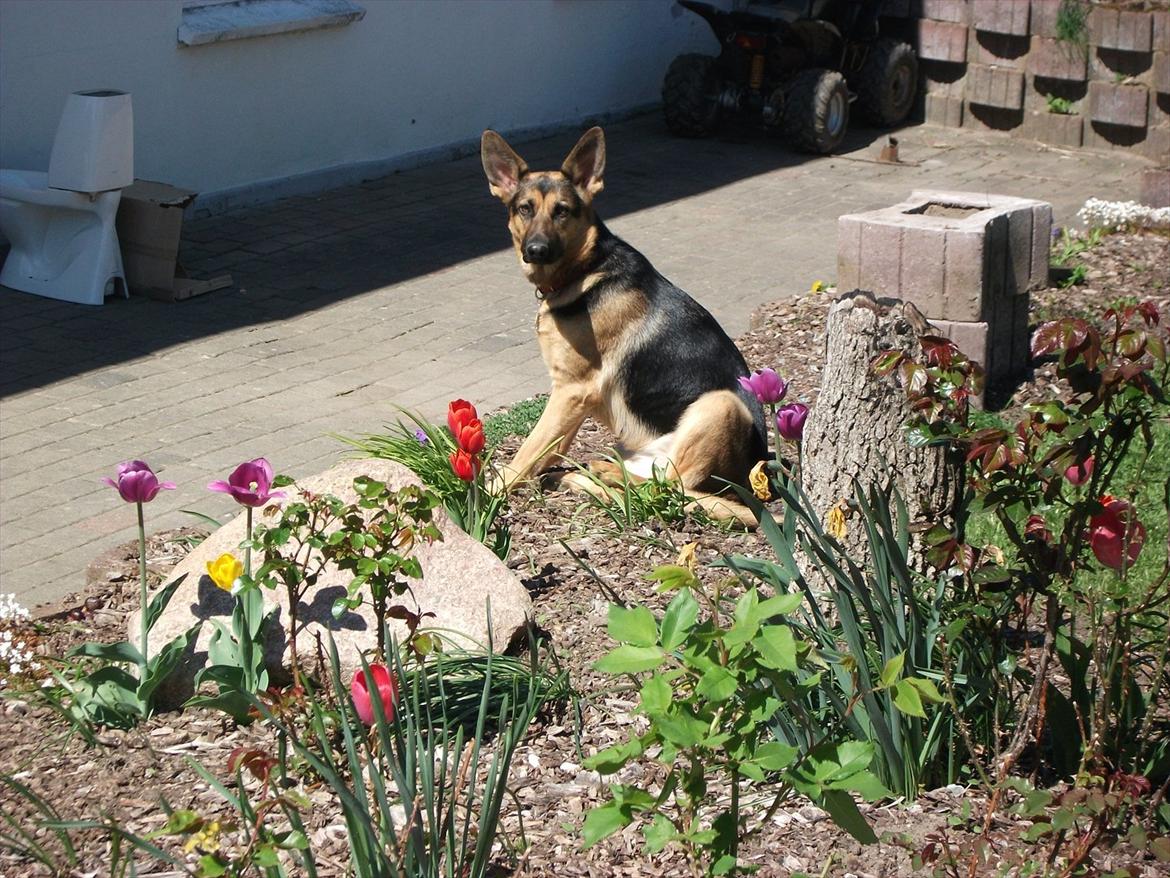 Villa/hushave 1329 billede 5