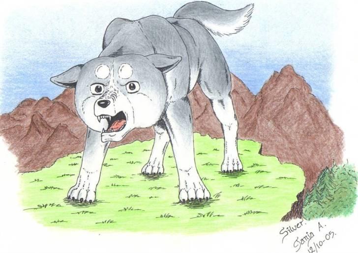 Mine tegninger... - Silver fra anime-serien Silver fang eller Ginga Nagareboshi Gin som den originalt hedder. Farveblyant. >> LOVE SILVER FANG! << billede 26