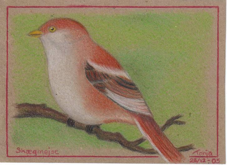 Mine tegninger... - Skægmejse. Farveblyant på genbrugspapir. billede 28